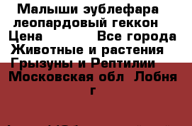 Малыши эублефара ( леопардовый геккон) › Цена ­ 1 500 - Все города Животные и растения » Грызуны и Рептилии   . Московская обл.,Лобня г.